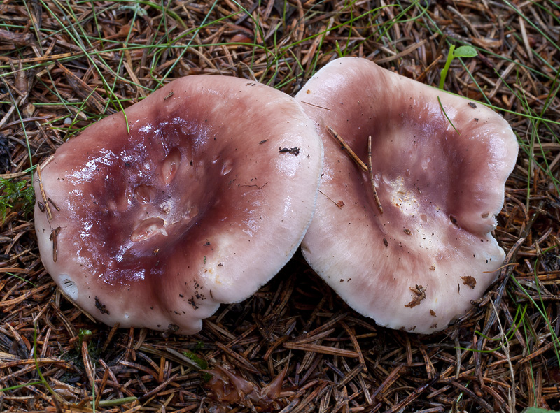 Russula vesca